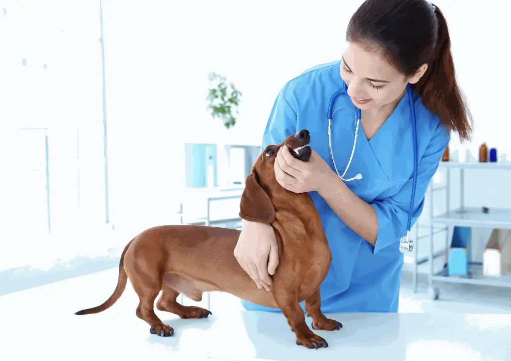 Prepare to Study Veterinary Medicine